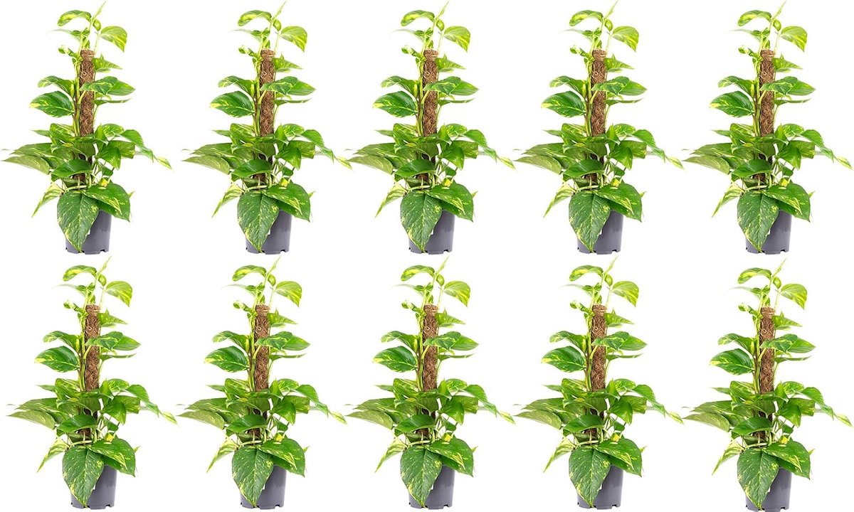 Set of 10 ivy on moss stick - real houseplant, Epipremnum aureum - height approx. 50 cm, pot Ø 15 cm - ShopVlot