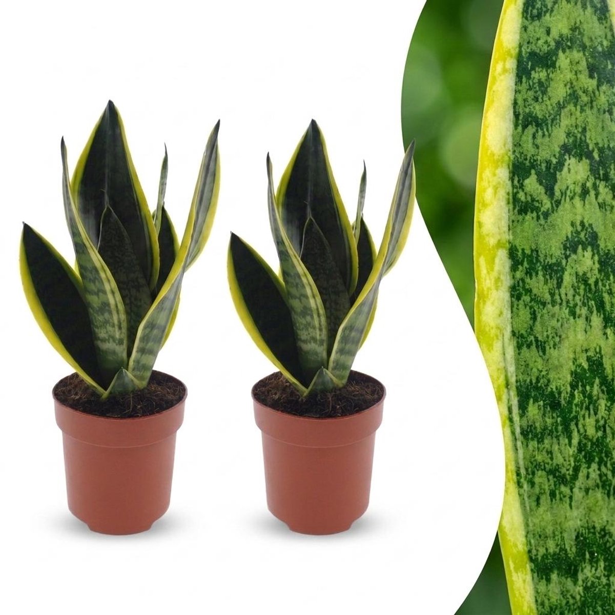 Green boutiQ - Sansevieria Future Superb - Vrouwentong - 2 Planten - Pot 12cm - Hoogte - 35cm