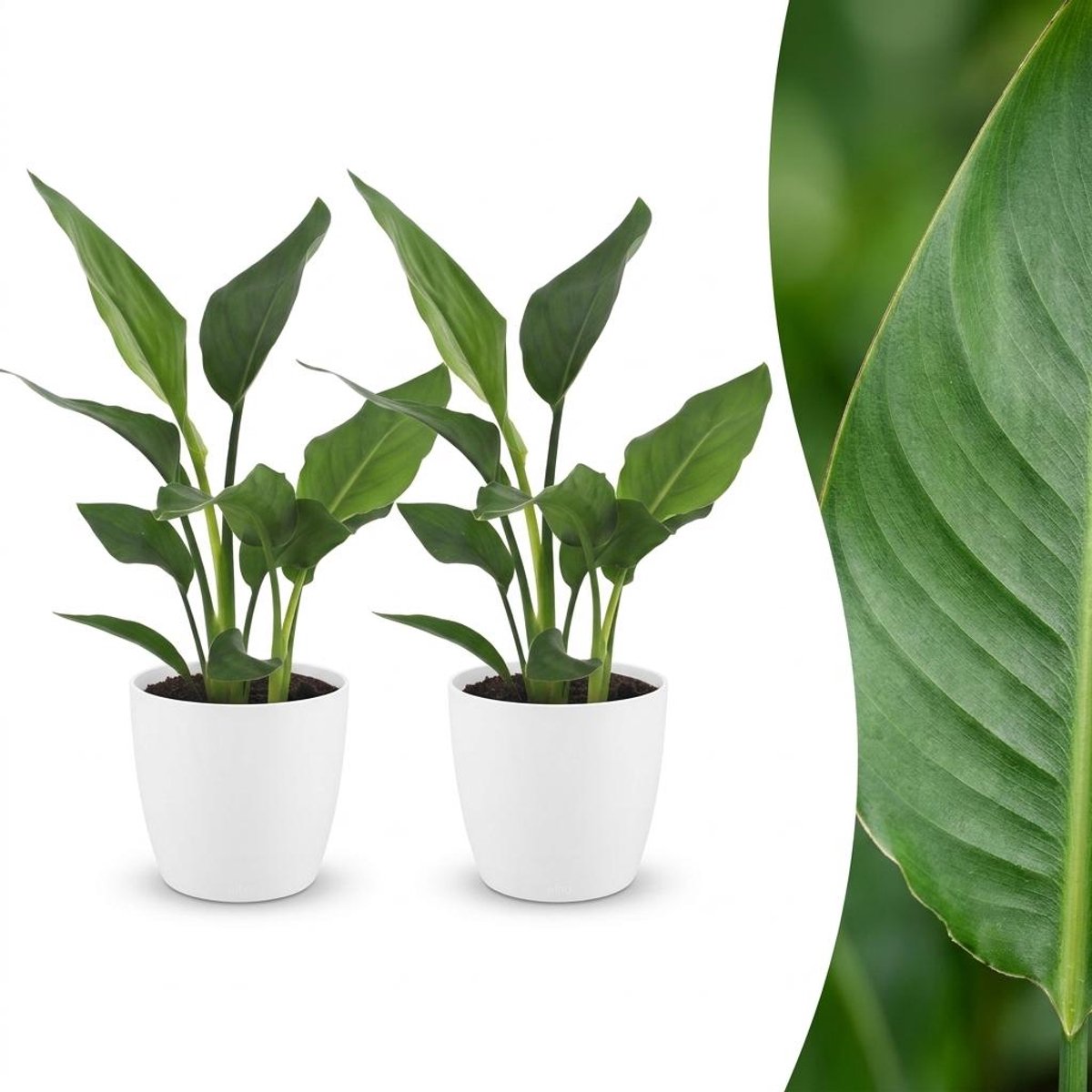 Green boutiQ - Strelitzia Reginea - Paradijsvogelbloem - 2 Planten - met Potter Wit - Pot 12cm - Hoogte - 35cm