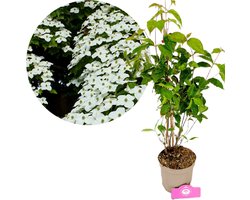 Cornus kousa 'Chinensis', Chinese Kornoelje, Hoogte 40-60cm, 2 liter pot