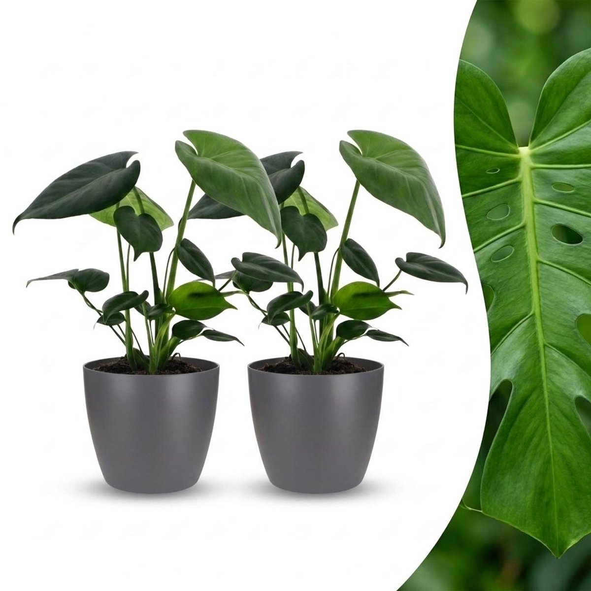 Plantenboetiek.nl | Monstera Deliciosa - Gatenplant - 2 Planten - met Potter Grijs - Ø12cm - 30cm hoog