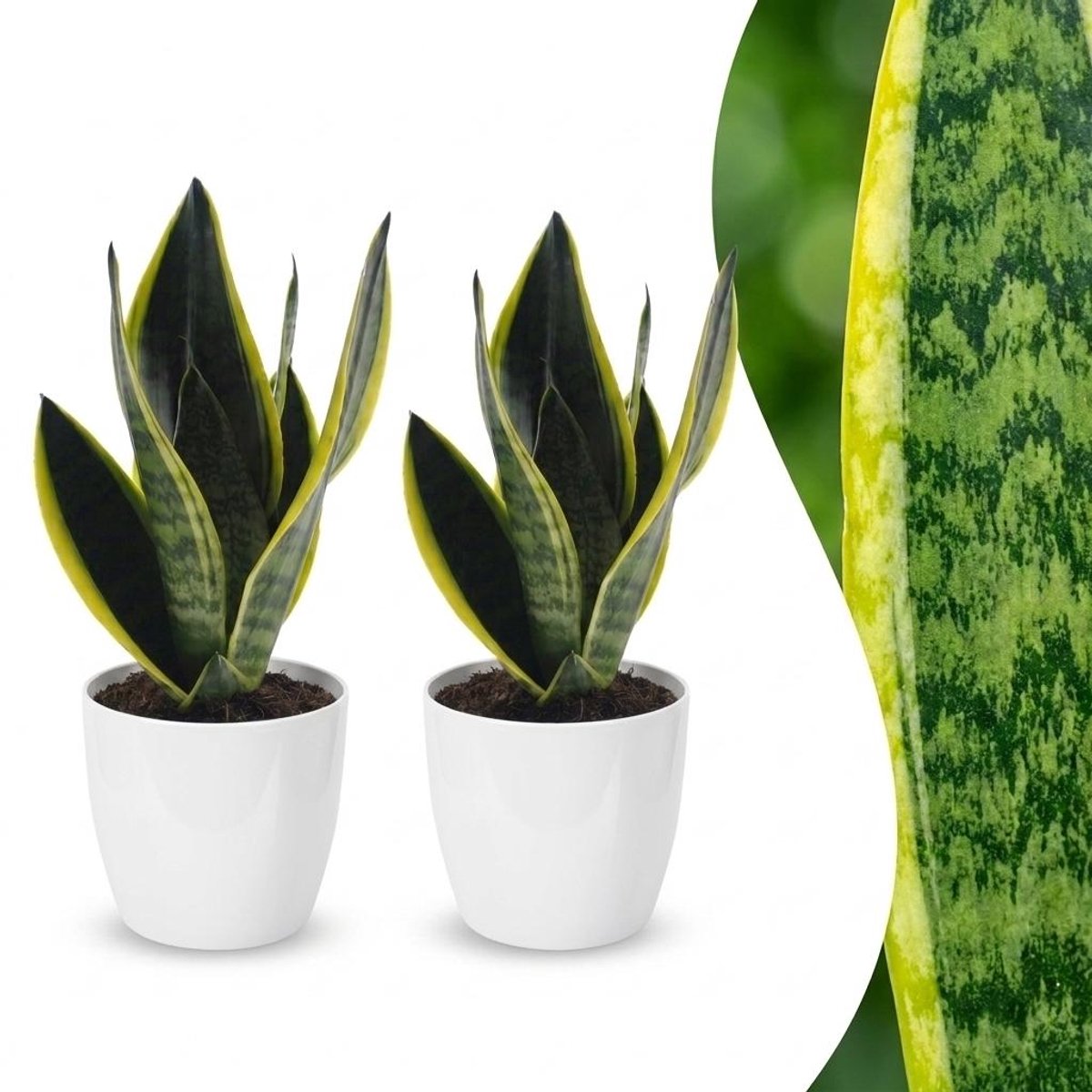 Plantenboetiek.nl | Sansevieria Future Superb - Vrouwentong - 2 Planten - met Potter Wit - Ø12cm - 25-35cm hoog