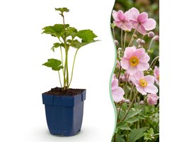 Plantenboetiek.nl | Anemone hybr. Kön. Charlotte - Herfst Anemoon - Schaduw - Roze - 3 Planten - Ø11cm - 15-25cm hoog - Tuinplant