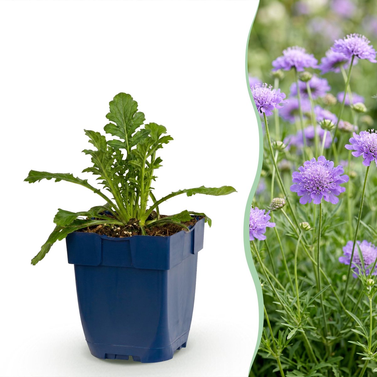 Plantenboetiek.nl | Scabiosa col. Butterfly Blue - Duifkruid - Bijen en Vlinderlokkers - Paars - 3 Planten - Ø11cm - 15-25cm hoog - Tuinplant