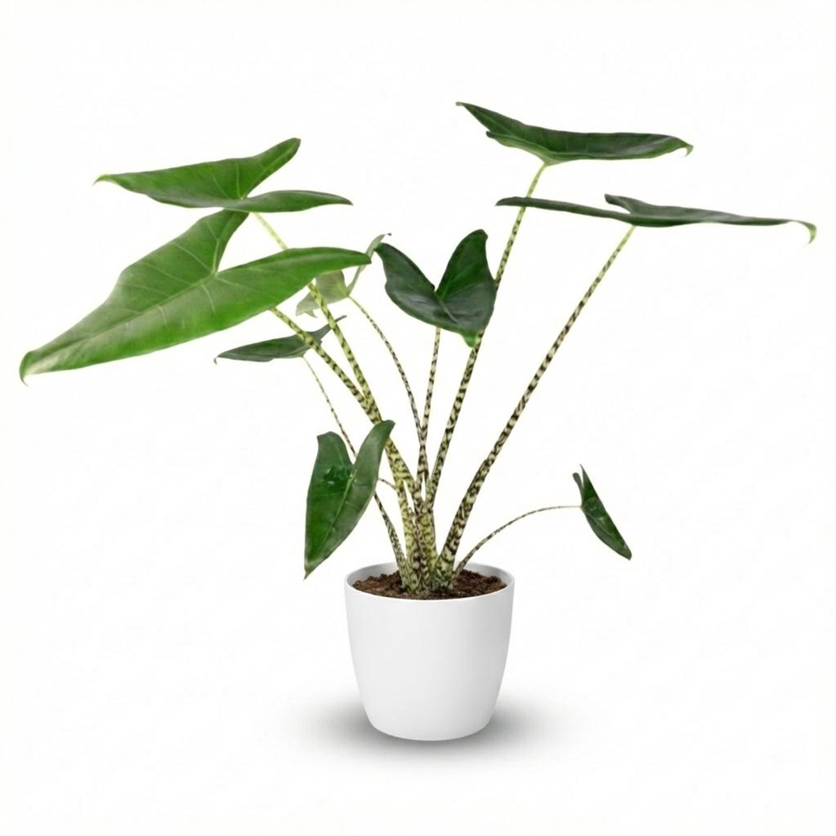 Plantenboetiek.nl | Olifantsoor - Alocasia Zebrina - Groen - Weinig onderhoud - met Potter Wit - Ø21cm - 70 - 75cm hoog - Kamerplant - Groenblijvend