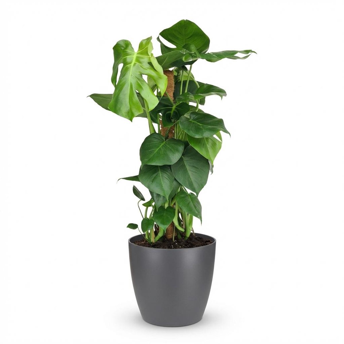 Plantenboetiek.nl | Gatenplant - Monstera Deliciosa mosstok - Groen - Weinig onderhoud - met Potter Grijs - Ø19cm - 80-90cm hoog - Kamerplant - Groenblijvend