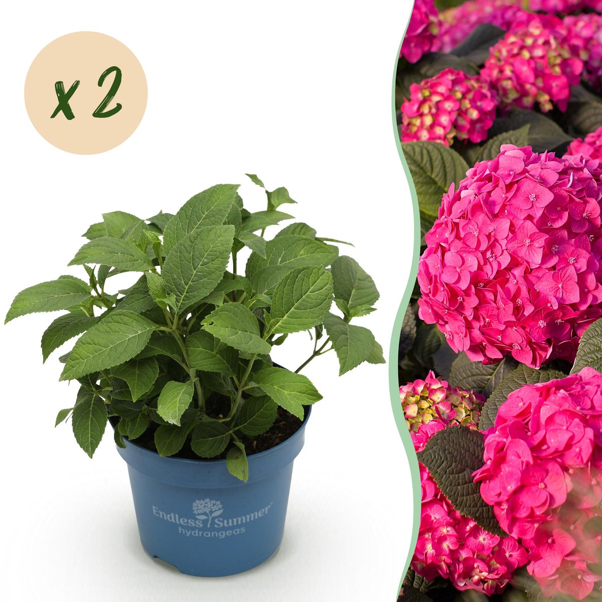 Plantenboetiek.nl | Hydrangea Endles Summer Summer Love Red - Hortensia - Winterhard - Rood - 2 Planten - Ø14cm - 20-25cm hoog - Tuinplant