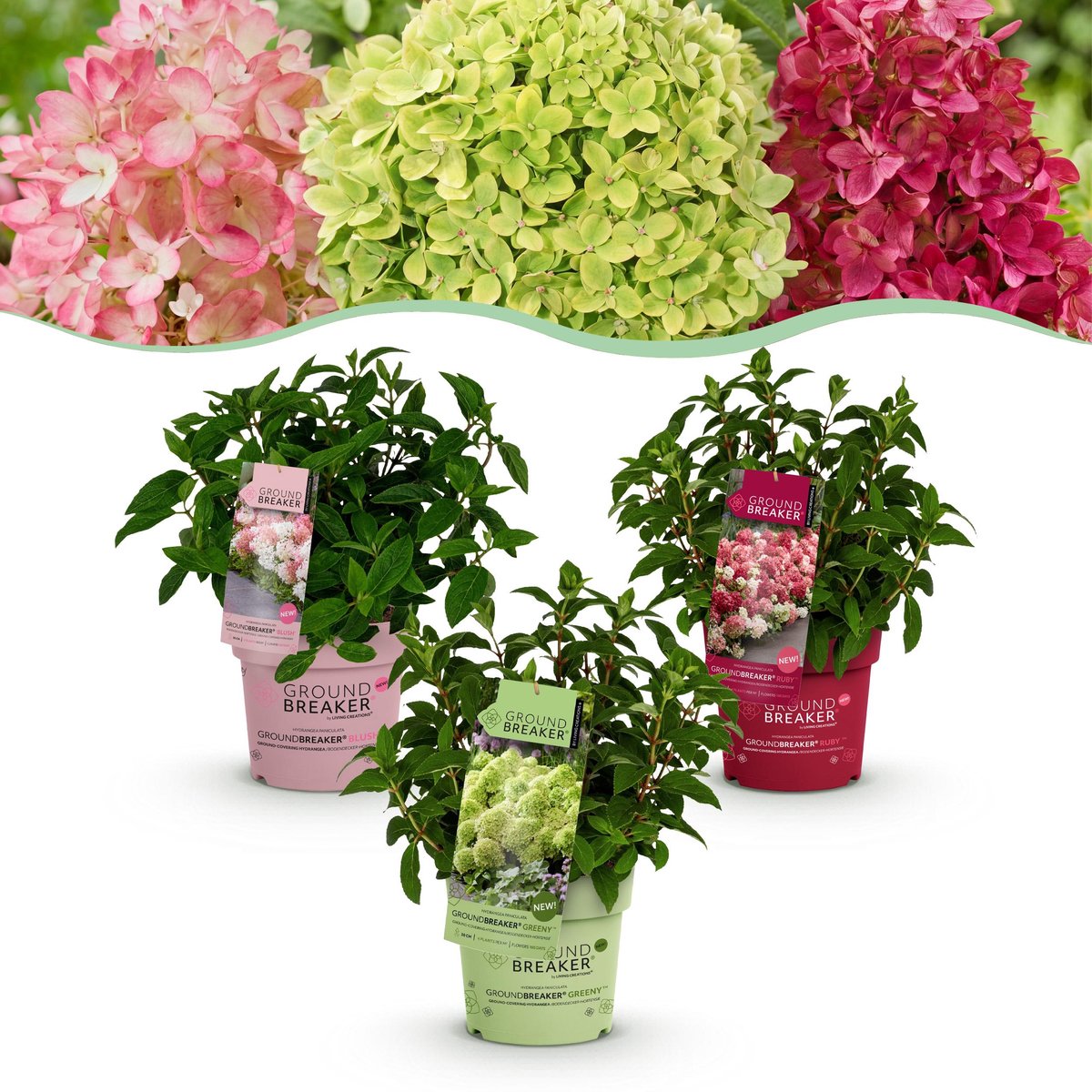 Plantenboetiek.nl | Hydrangea panniculata Groundbreaker Blush -Greeny - Ruby - Pluimhortensia - Compact - Roze-Groen-Rood - 3 Planten - Ø14cm - 20-25cm hoog - Tuinplant