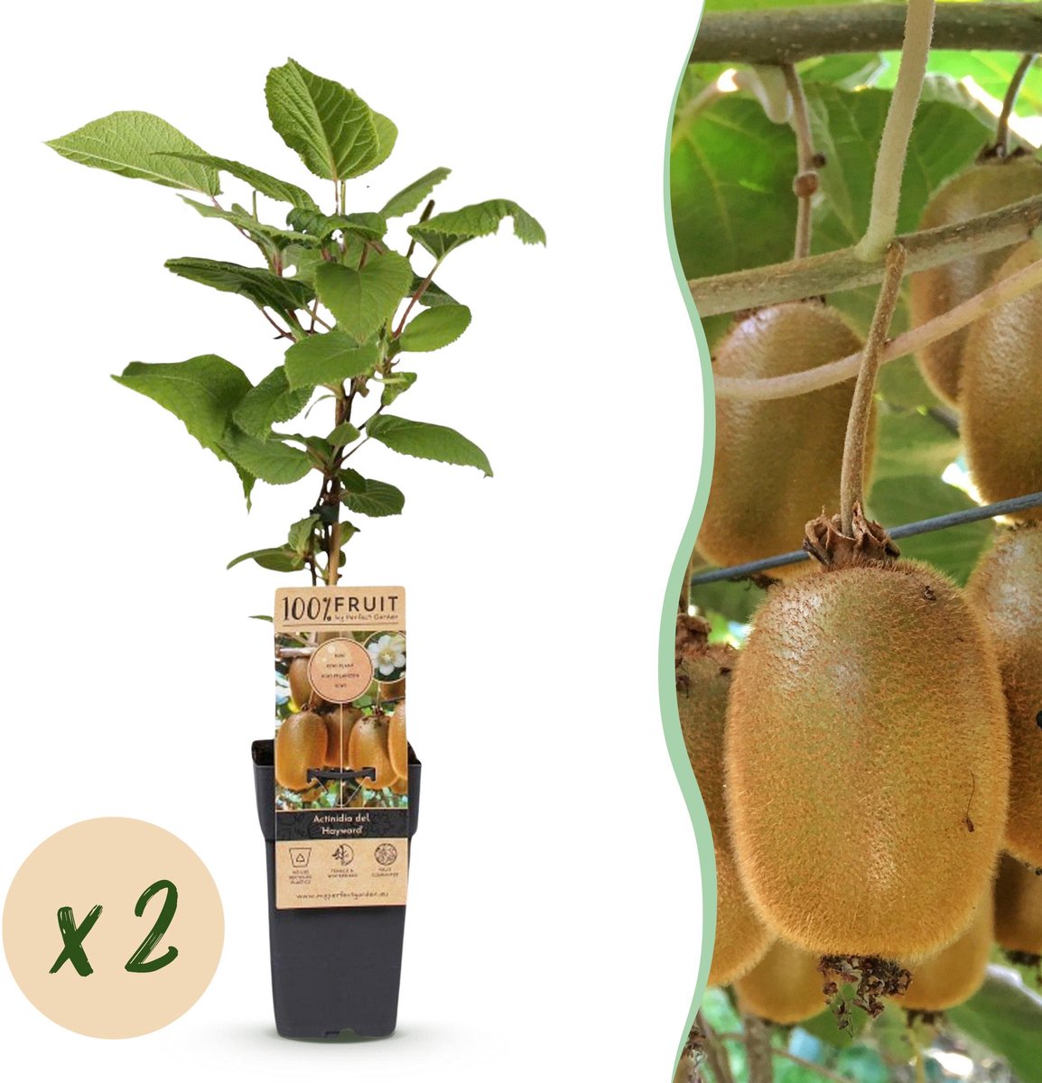 Plantenboetiek.nl | Acitinidia deliciosa Hayward - Kiwiplant - Vrouwelijk - Groene Vrucht - 2 Planten - Ø15cm - 40-50cm hoog - Tuinplant