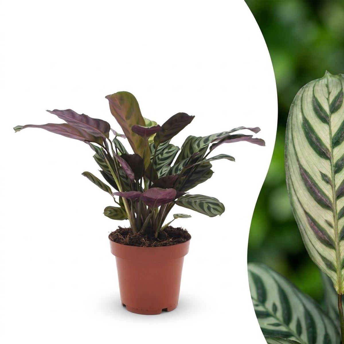 Plantenboetiek.nl | Ctenanthe Burle Marxii - Visgraatplant - Ø12cm - 30cm hoog