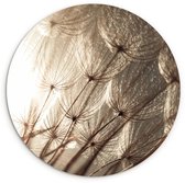 WallCircle - Wall Circle - Wall Circle Indoor - Fleurs - Plantes - Hiver - Sépia - Neige - 30x30 cm - Décoration murale - Peintures Ronds