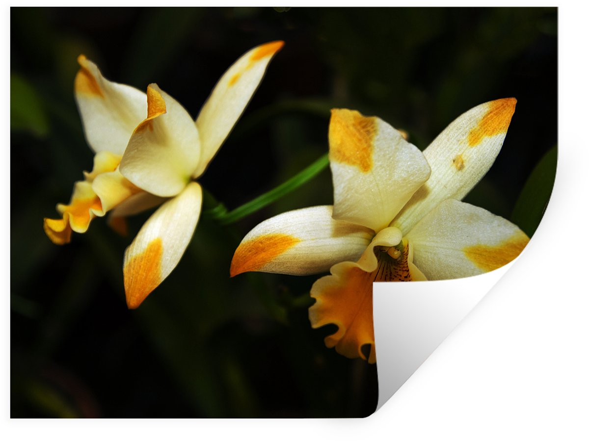 Muurstickers - Sticker Folie - Twee orchideebloemen - 80x60 cm - Plakfolie - Muurstickers 