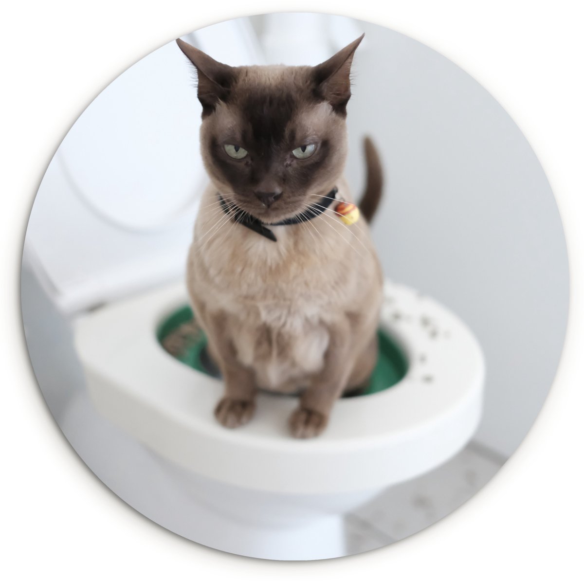 WallCircle® Wandcirkel 150x150 cm - Muurcirkel Een Burmees kat zit op het toilet - Muurdec