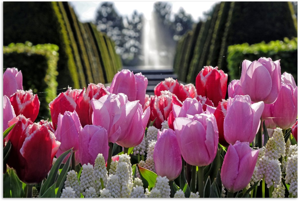 Poster 30x20 cm - Tulpen voor een fontein in de Keukenhof in Nederland - Posters - Kamer d