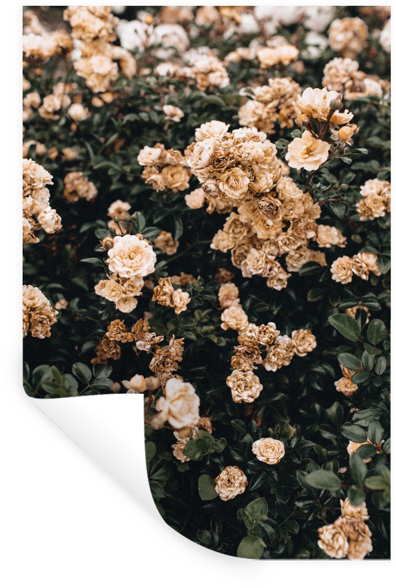 Muurstickers - Sticker Folie - Rozenstruik - Bloemen - Bruin - Wit - 80x120 cm - Plakfolie