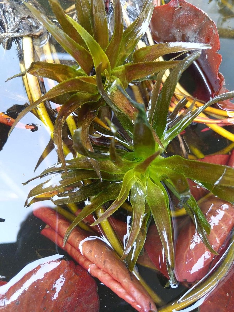 Kreefschaar Planten - Drijvende Waterplant - Vijver Onderhoud - Voorkomt Algengroei - 6 stuks - Groen