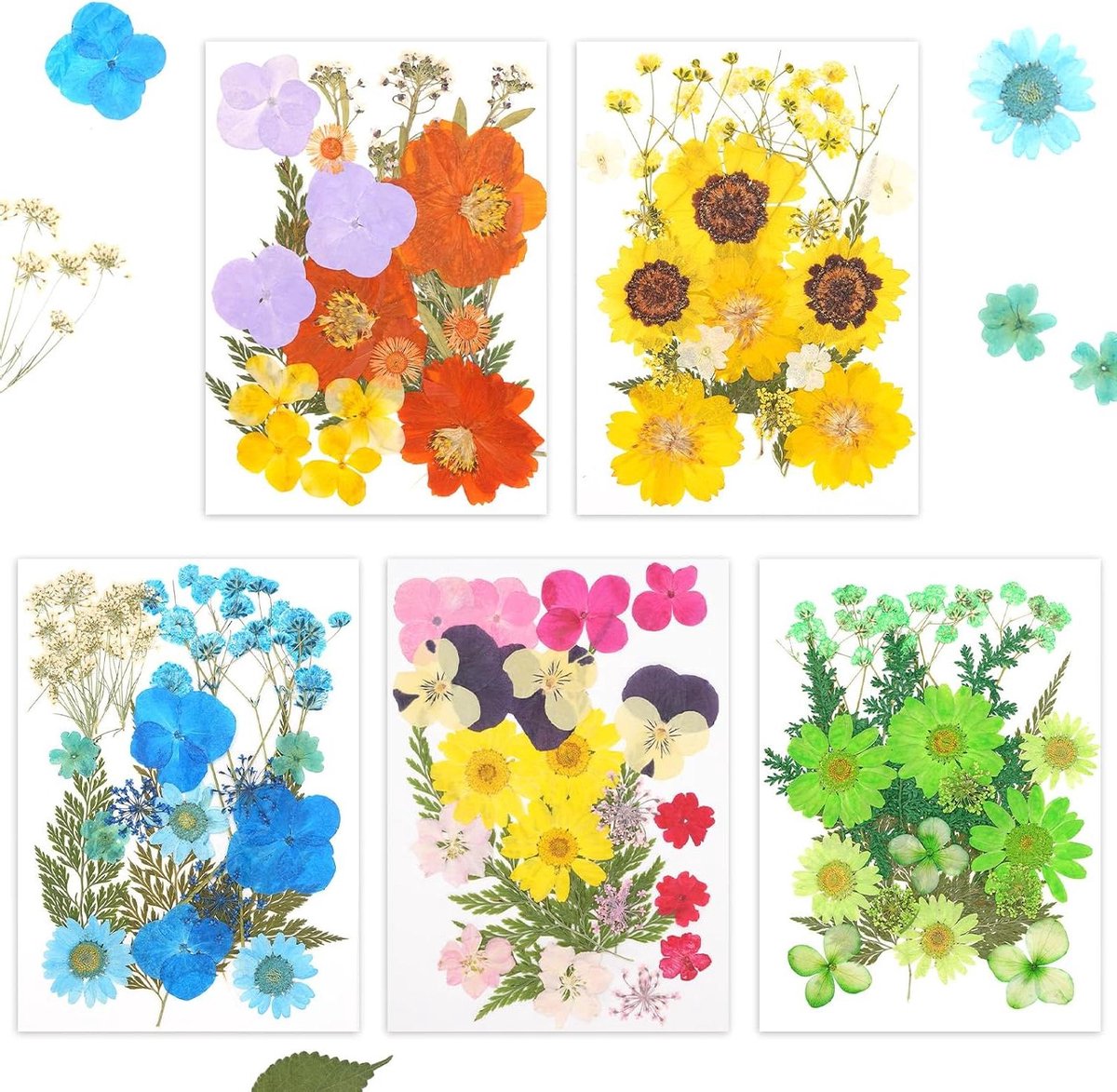 Gedroogde Geperste Bloemen - Droge Bloemen - Hars Knutselen - 100 Stuks 5 Kleuren