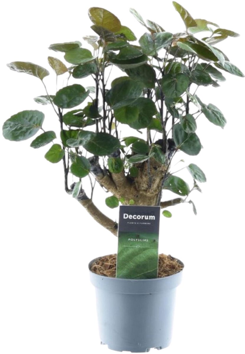 Bol.com Trendyplants - Polyscias Fabian - Aralia - Kamerplant - Hoogte 35-55 cm - Potmaat Ø12cm aanbieding