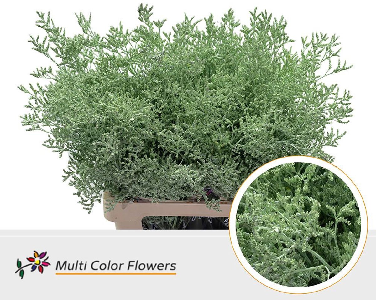 25x Lim. mintgroen 70cm
