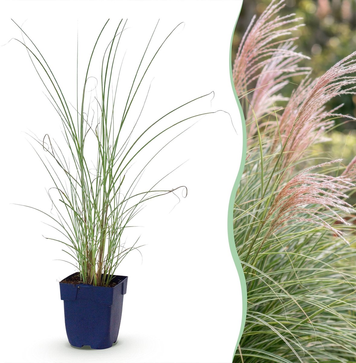 Green boutiQ - Grassen - Miscanthus sin. Morning Light - Pampusgras - Met Pluim - Zilver - 1 Plant - Pot 11cm - Hoogte 15-25cm