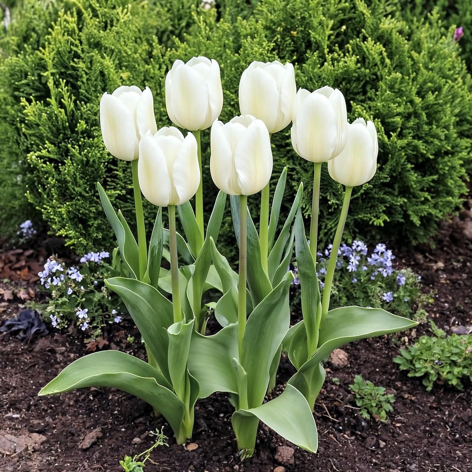 Tulpen Bloembollen Winterhard - Wit - 3 stuks - Bloem Bollen Mix - Tulpenbollen Meerjarig