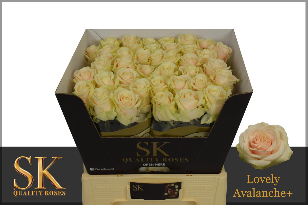 10x Rosa lovely avalanche 60cm