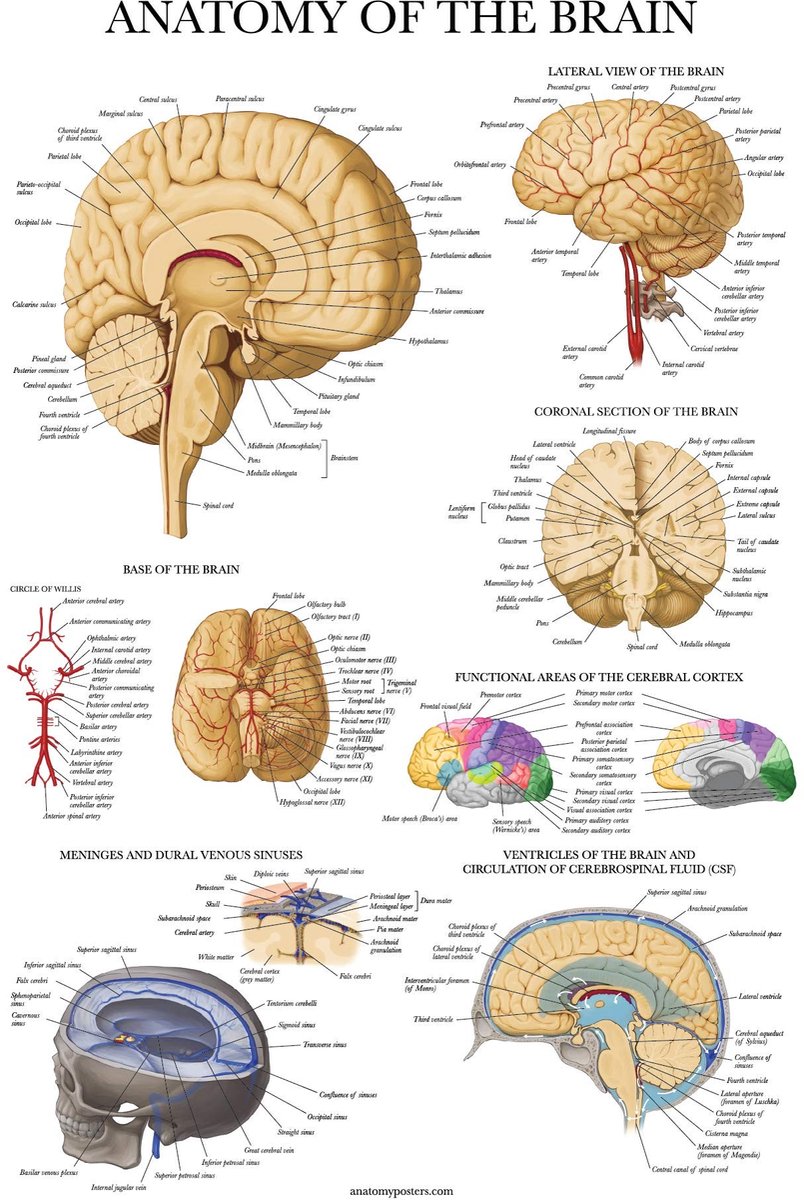 Elzusha - Anatomische Poster van de Menselijke Hersenen - Gelamineerd