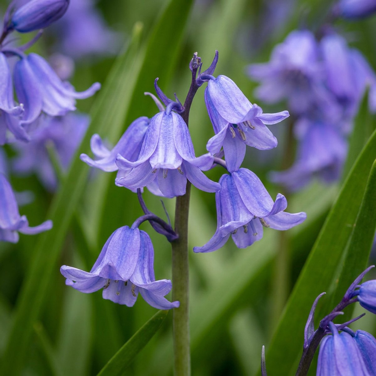 Green boutiQ - 80x Hyacinthoides non Scripta - Wilde hyacint - Blauw - Verwilderingsbol - Bolmaat 7/8