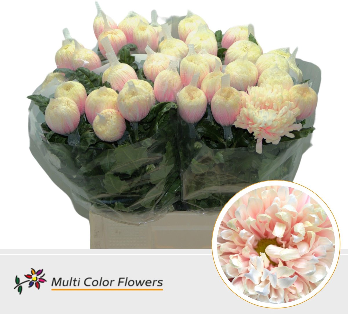 10x Chrysant antonov soft peach 70cm
