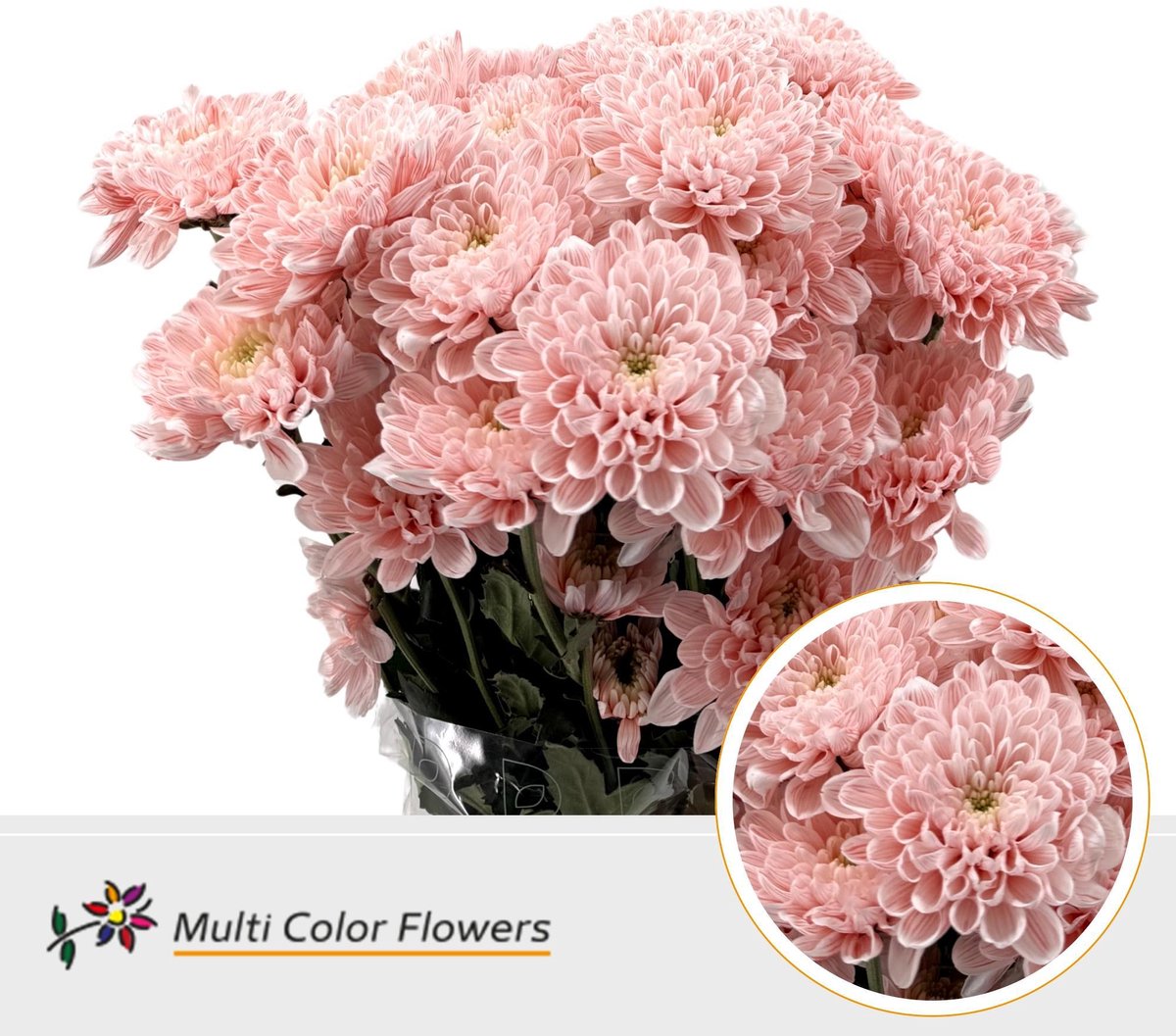 10x Chrysant overig 60cm