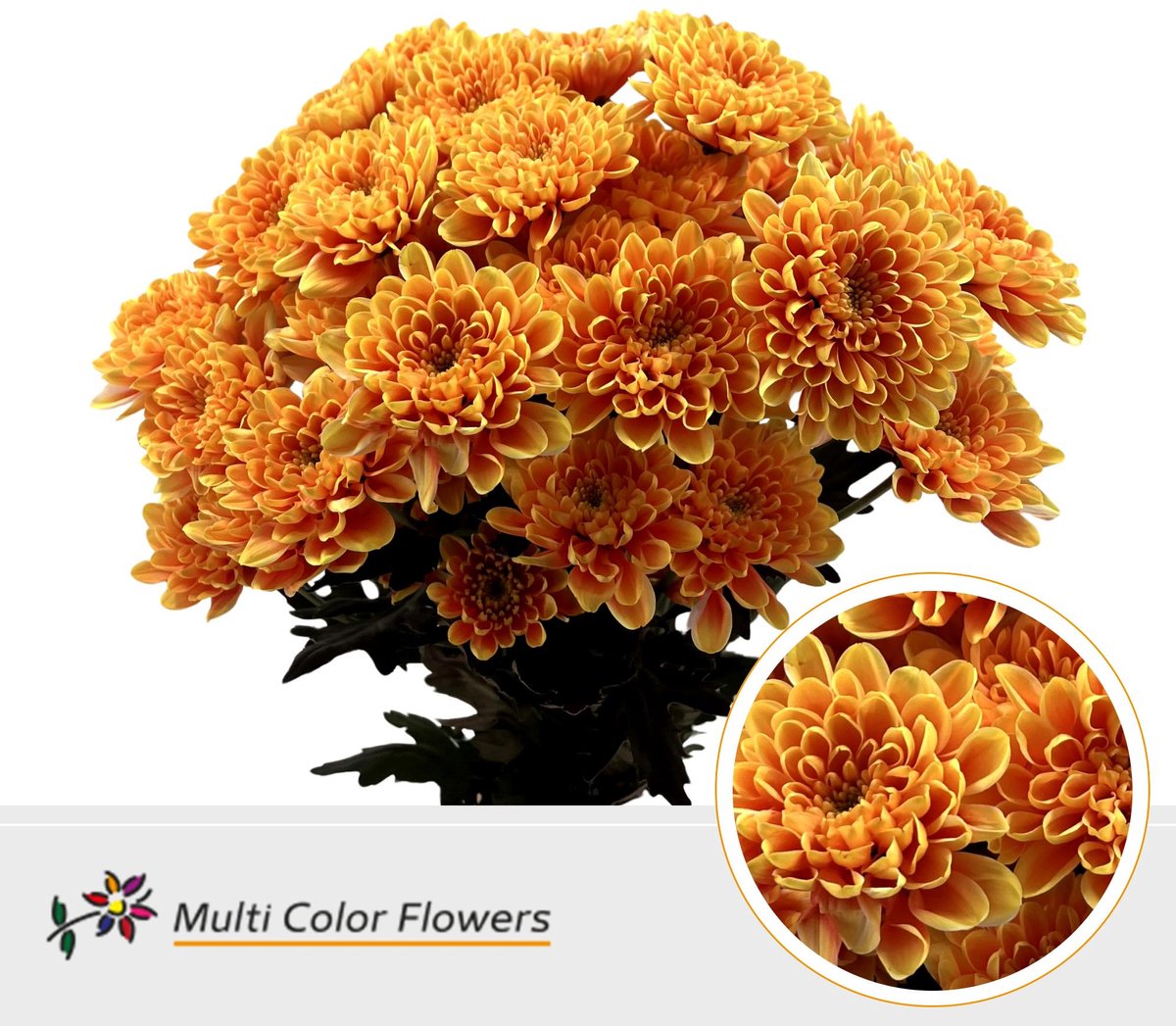 10x Chrysant overig 60cm