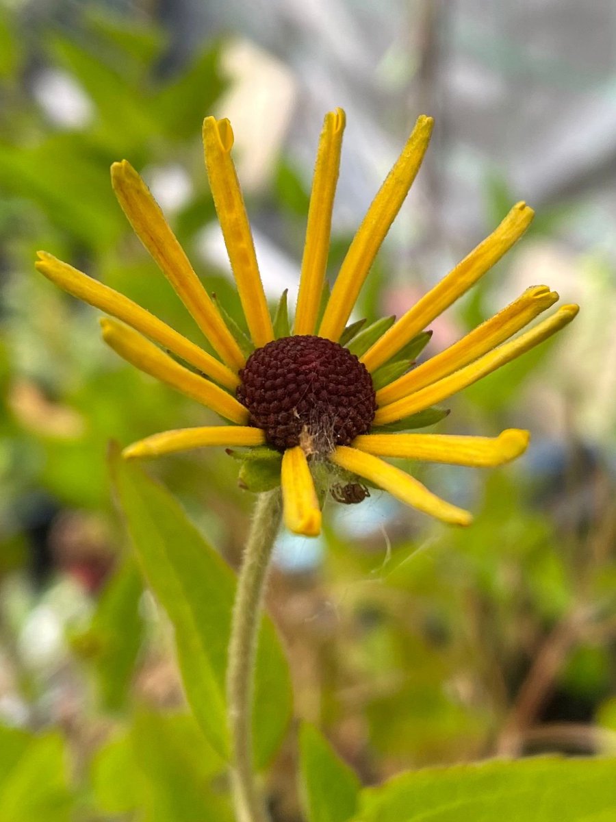 6x Rudbeckia 'Little Henry' - Zonnehoed - P9 Pot (9 x 9cm) - Dima Vaste Planten