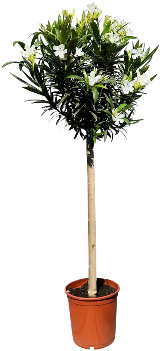 Dailygoods- Oleander op Stam - Hoogte 140-160 cm - Mediterrane Plant - Wintergroen - Pot met Diameter 30 cm - Unieke Plant - Tot 250 cm Hoogte - Tuinplant