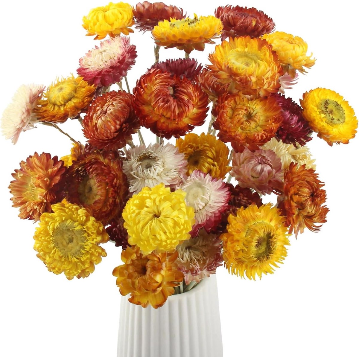 Decoratieve Droogbloemen Boeket met 32 Stuks Margrieten voor Vazen, Feesten en Creatieve Projecten