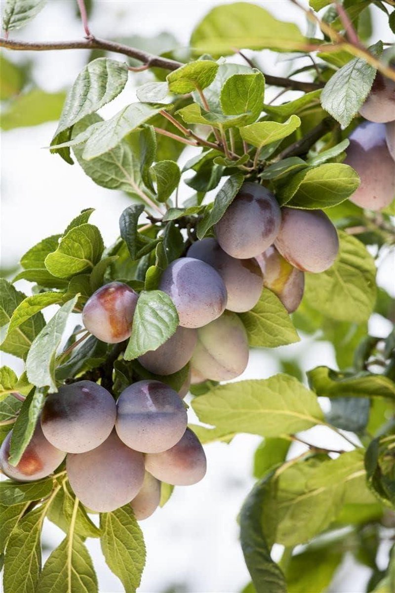 Pruimenboom Ruth Gerstetter - Pruim Zoete Pruim - Fruit Plukken - Sappige Zoete Vruchten - 150-200 cm - Wit