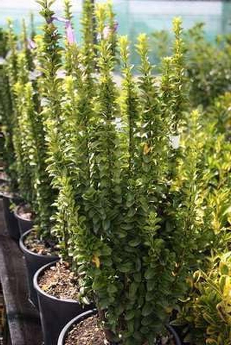 Kardinaalshoed struik - Kardinaalsmuts plant - Tuin decoratie - Wintergroen en groeit rechtop - 60-80 cm - Groen