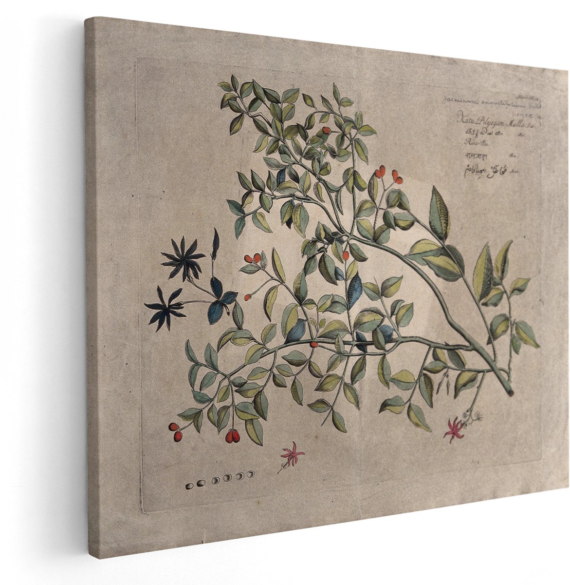 Artaza Canvas Schilderij Botanische Illustratie - 150x120 cm - Groot - Wanddecoratie Jasmijn - Muurdecoratie Vintage - Decoratie Planten Bessen