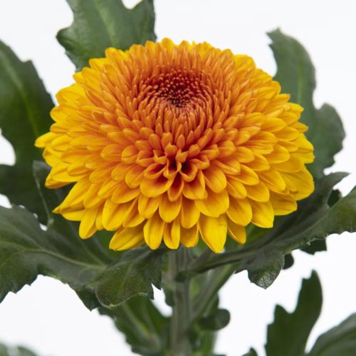 10x Chrysant paladov 80cm