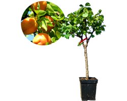 Prunus armeniaca 'Hongaarse' op stam, Abrikoos, Stamhoogte 80cm, 5 liter pot