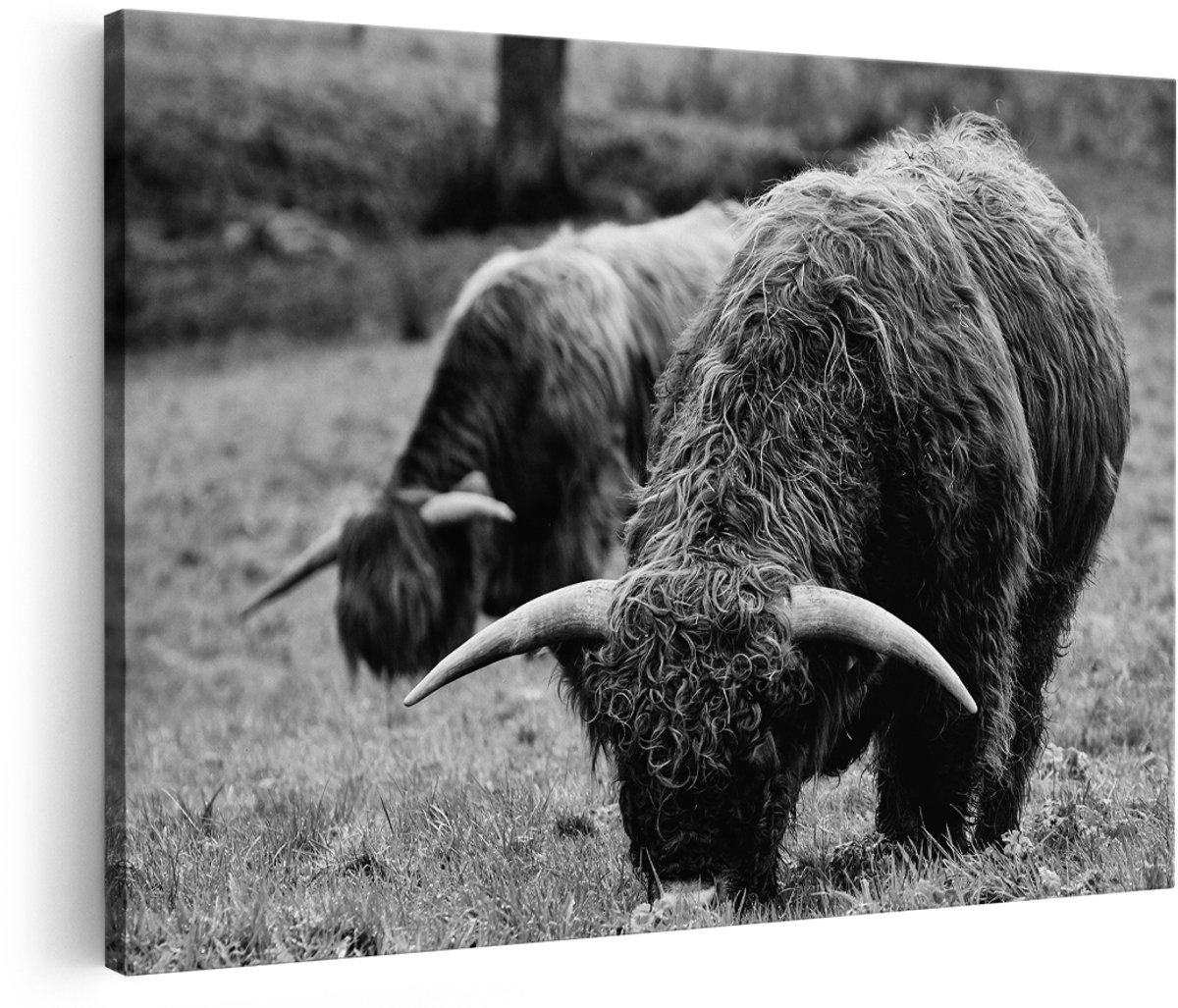 Artaza Canvas Schilderij Twee Schotse Hooglanders Koeien Grazen Gras - Zwart Wit - 180x120 cm - Groot - Foto Op Canvas - Wanddecoratie