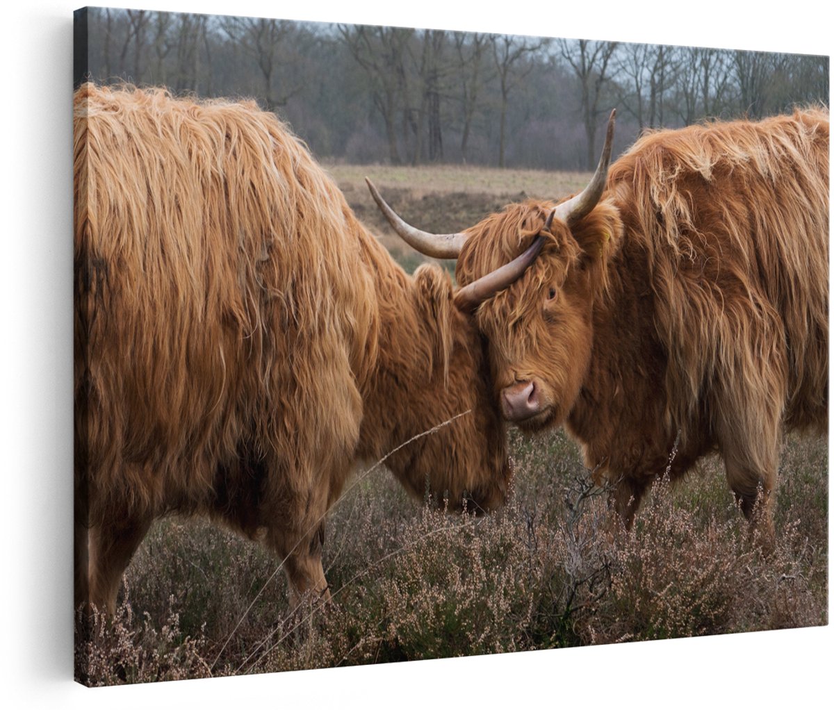 Artaza Canvas Schilderij Twee Schotse Hooglanders Knuffelen Elkaar - 180x120 cm - Groot - Foto Op Canvas - Wanddecoratie Woonkamer