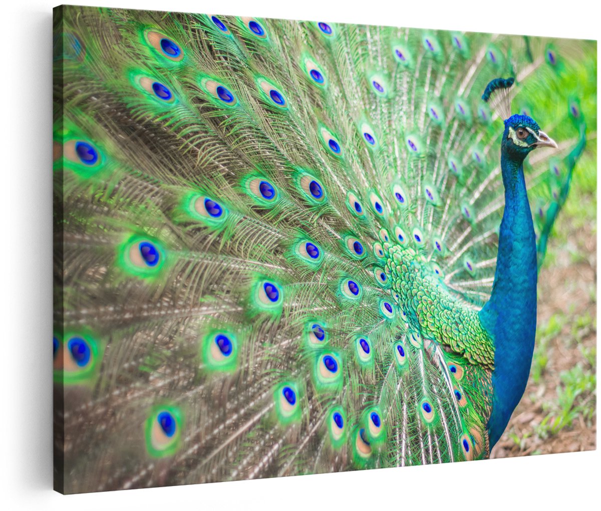 Artaza Canvas Schilderij Pauw Met Kleurrijke Veren - 180x120 cm - Groot - Wanddecoratie Woonkamer - Schilderijen - Muurdecoratie