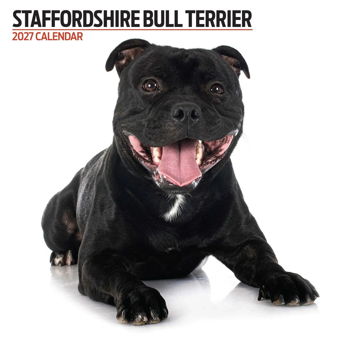 Staffordshire Bull Terrier Modern Kalender 2027
