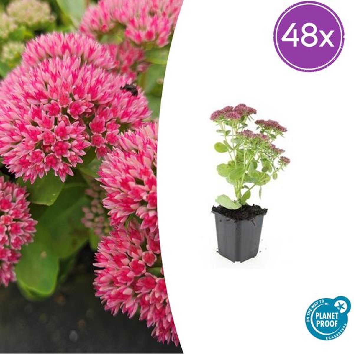 48x Sedum 'Herbstfreude' - 10-25cm - Ø9cm