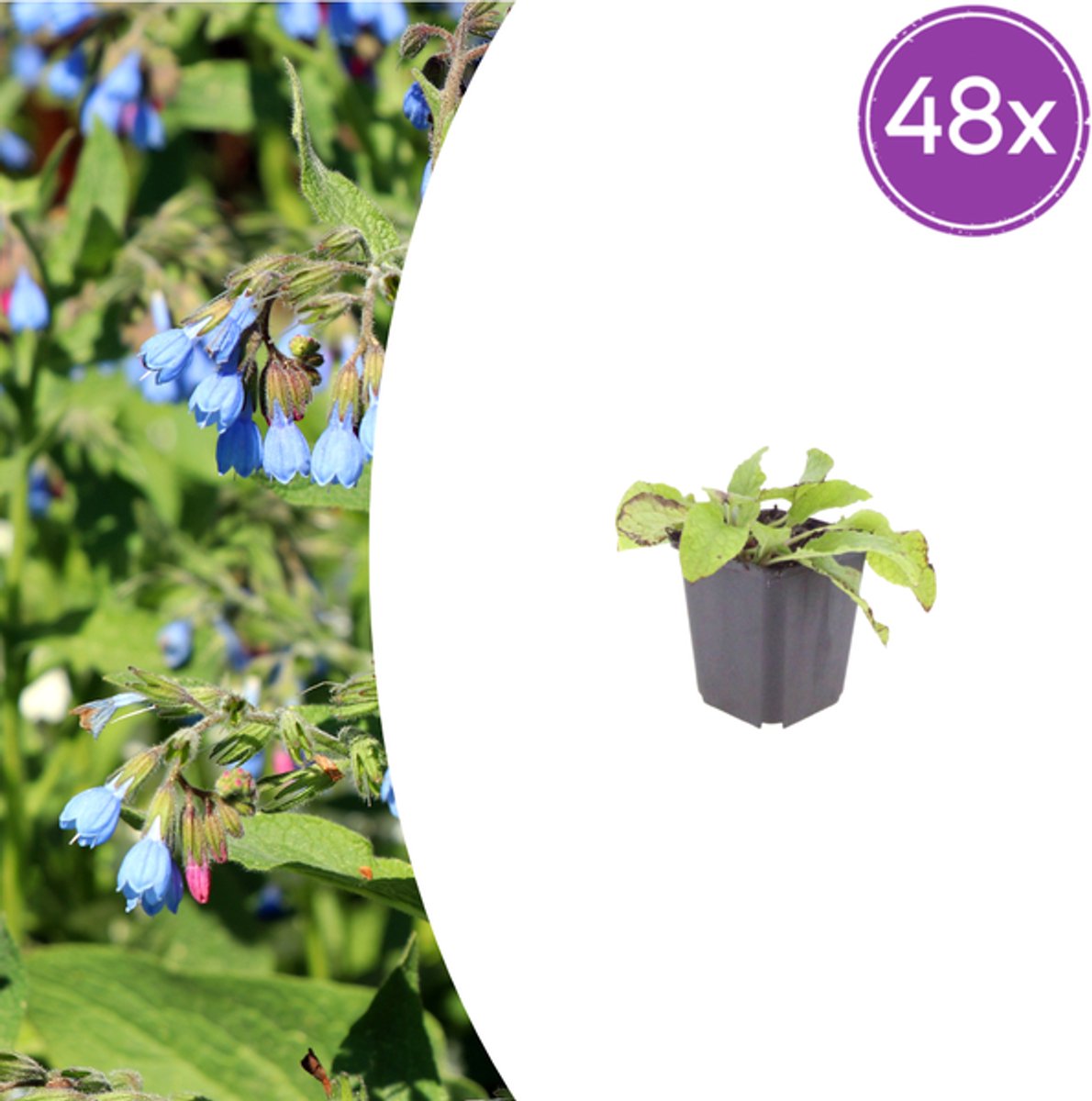 48x Symphytum grand. 'Wisley Blue' - 10-25cm - Ø9cm