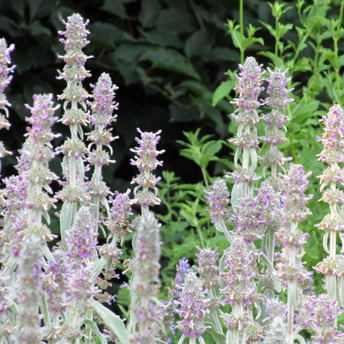 48x Stachys byzantina 'Silver Carpet' - 10-25cm - Ø9cm