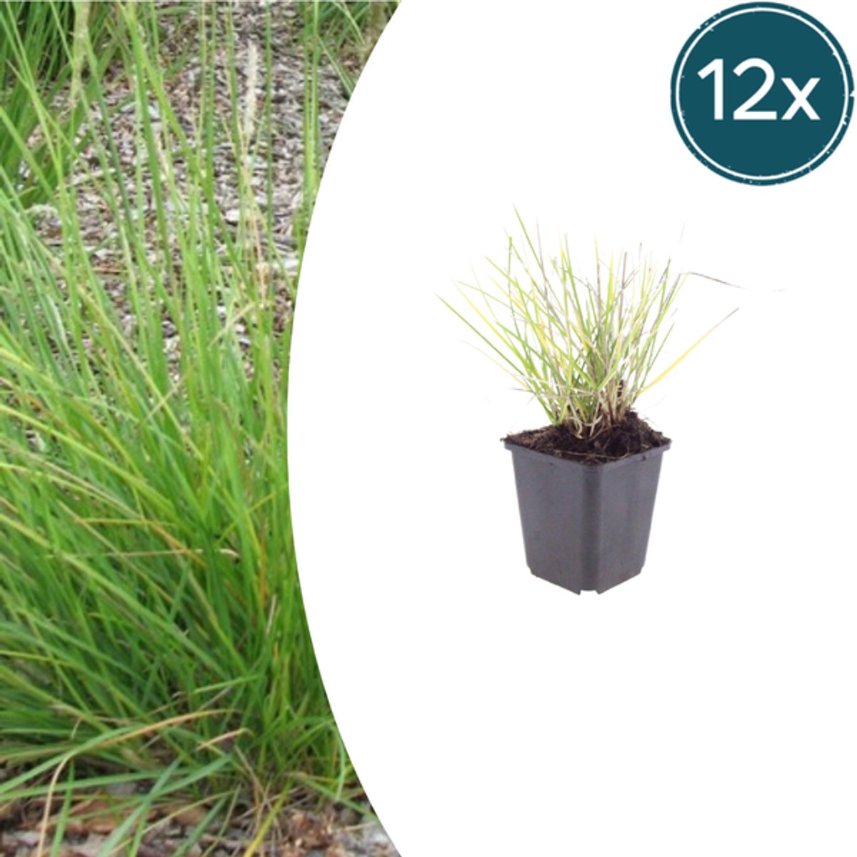 12x Sesleria autumnalis - 10-25cm - Ø9cm