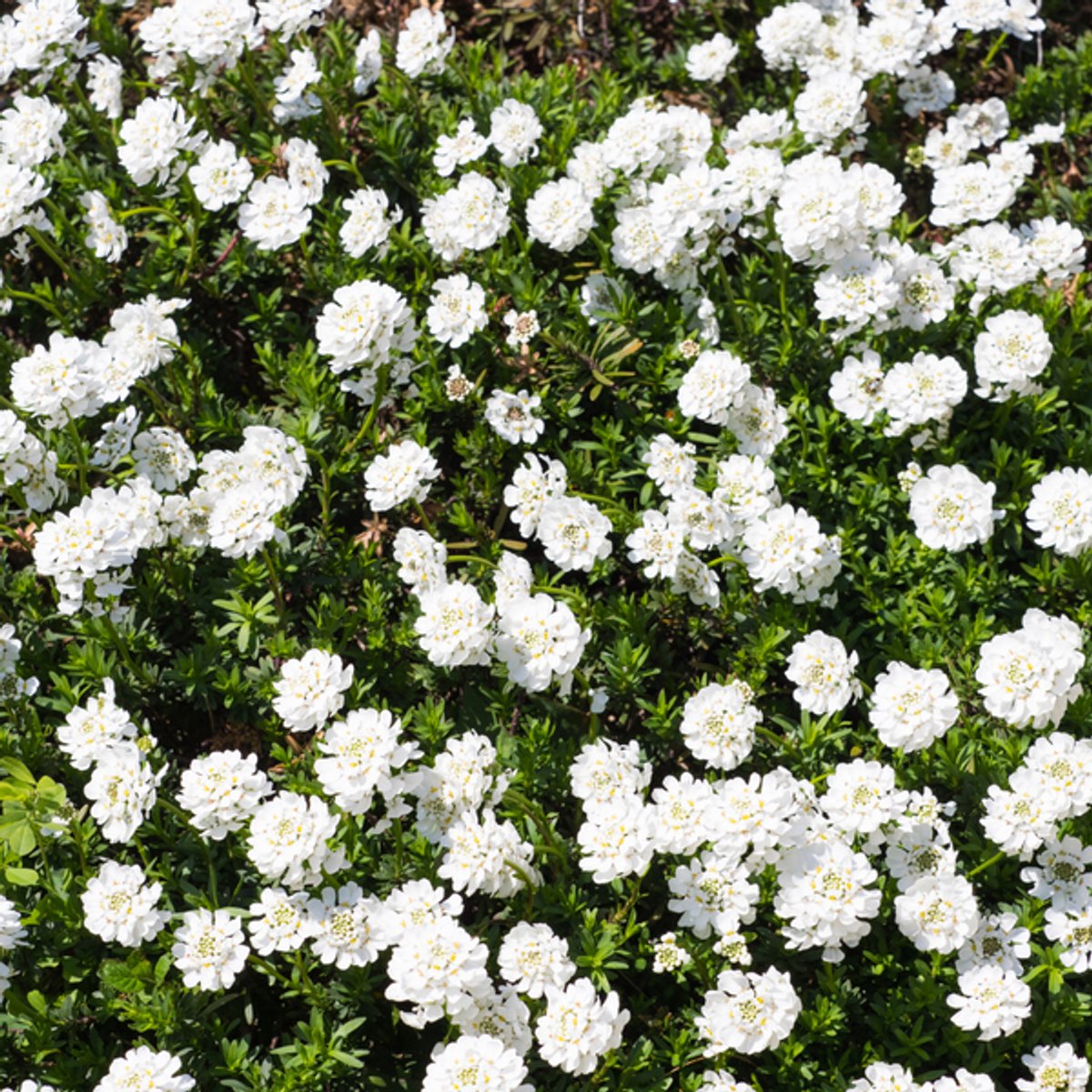 48x Iberis semp. 'Schneeflocke' - 10-25cm - Ø9cm