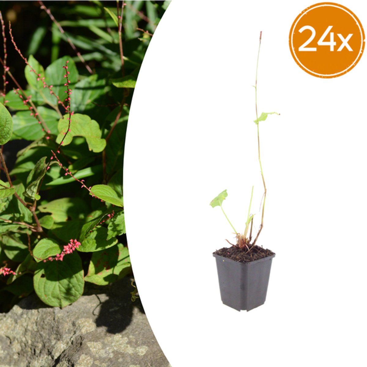 24x Persicaria a. 'Speciosa' - 10-25cm - Ø9cm