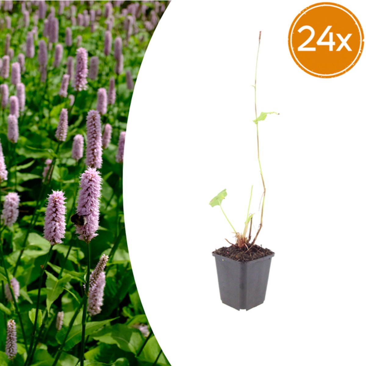 24x Persicaria aff. 'Superba' - 10-25cm - Ø9cm